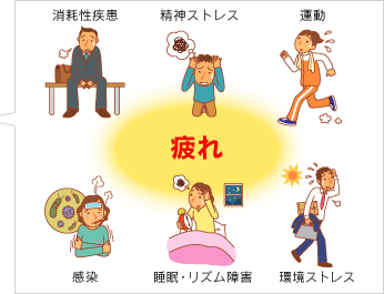疲れ
消耗性疾患
精神ストレス
運動
感染
睡眠・リズム障害
環境ストレス
