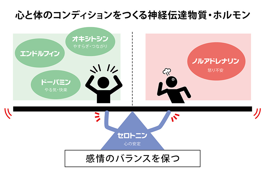 ドーパミン（やる気・快楽）やノルアドレナリン（怒り不安）といった感情に関わるホルモンのバランスをとっているセロトニンのイラスト