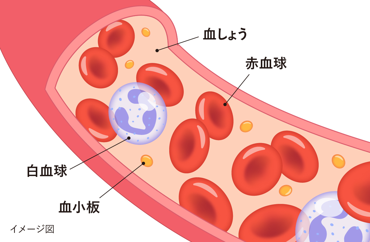 血液成分の構成イメージ図
