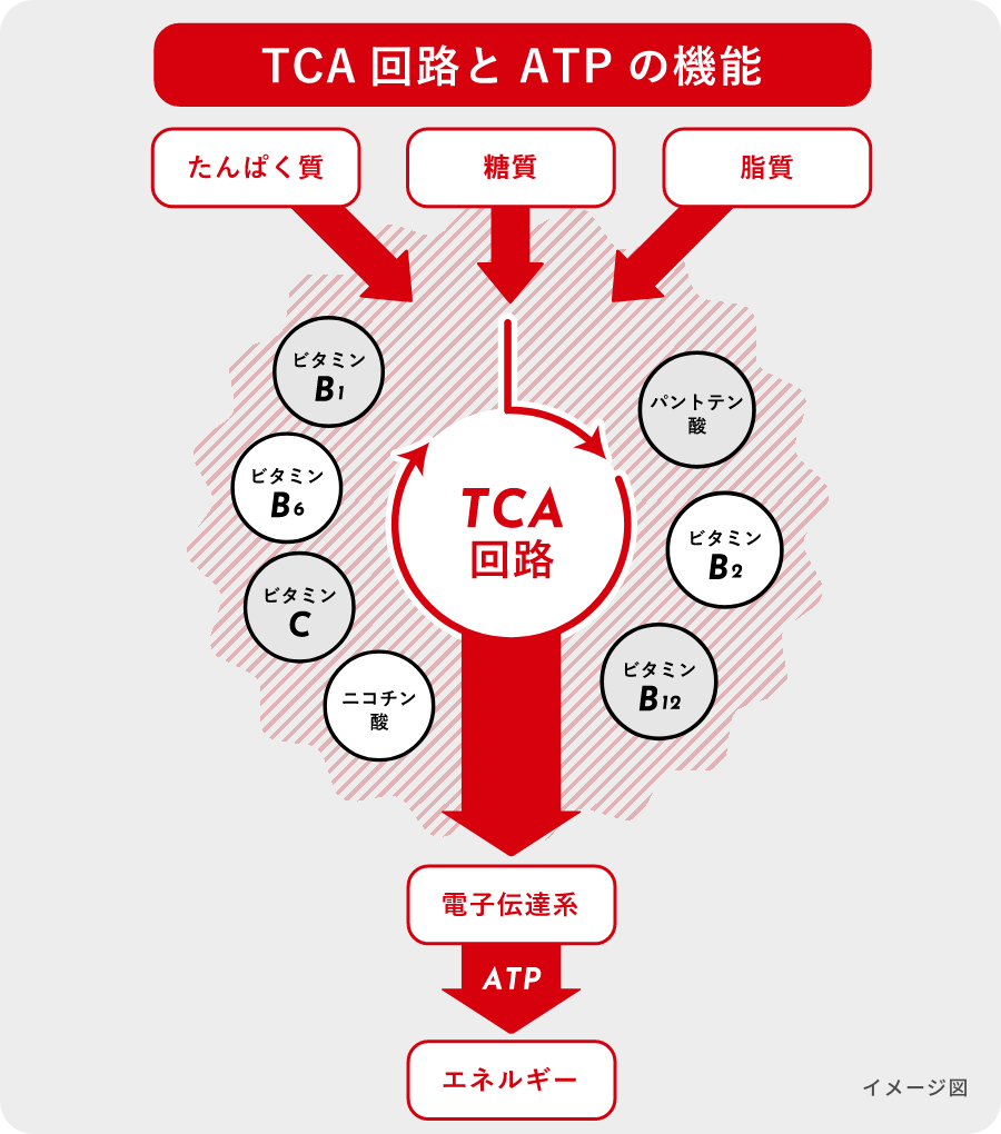 TCA回路とATPの機能
