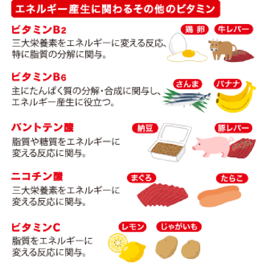 エネルギー産生に関わるその他のビタミン