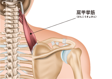 肩甲骨(けんこうこつ)はがしとは？肩こりを緩和し、疲れにくい身体をつくるためのストレッチも紹介！｜がんばるあなたに。疲れの情報局｜アリナミン