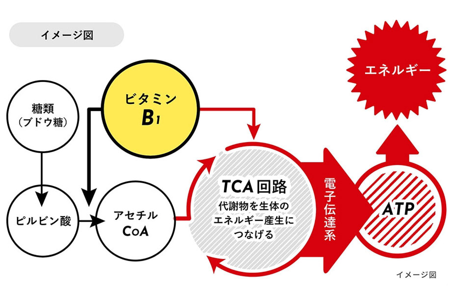 ビタミンB1とエネルギー源であるATPの関係