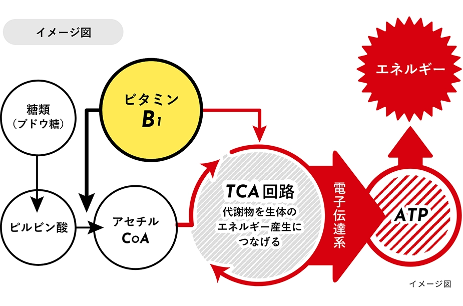 炭水化物が栄養素としての働きを発揮するにはビタミンB1も必要