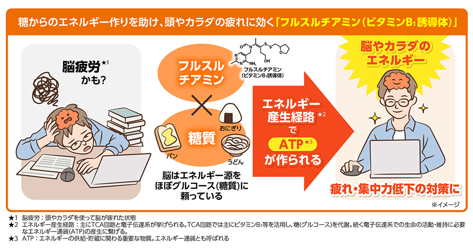 糖からのエネルギー作りを助け、頭やカラダの疲れに効く「フルスルチアミン（ビタミンB1誘導体）」