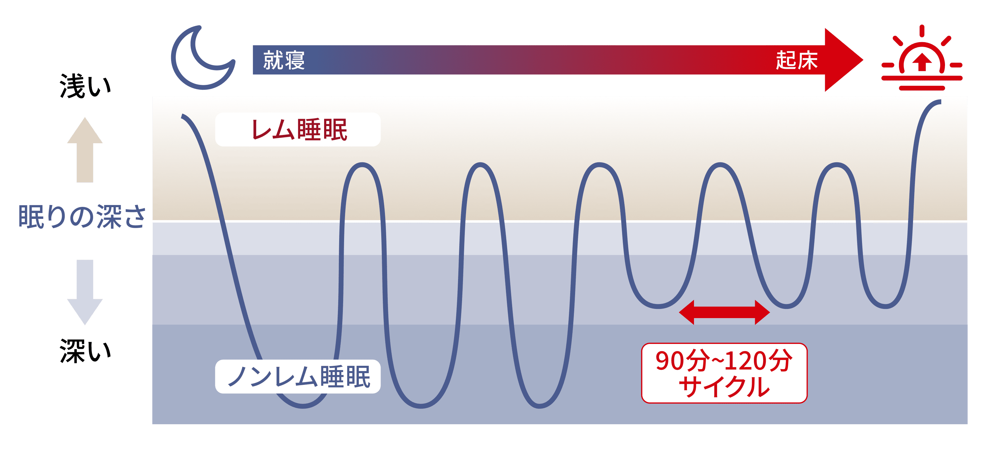 ノンレム睡眠とレム睡眠のサイクル