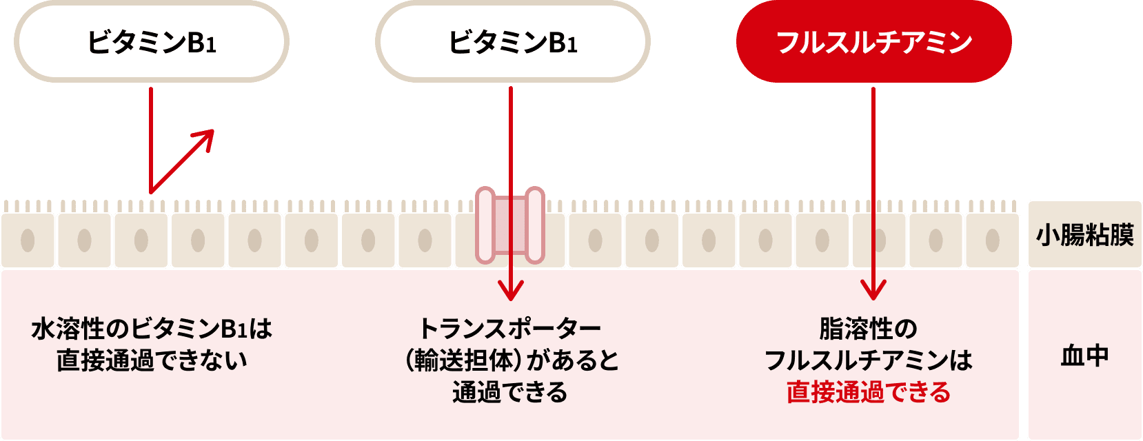 フルスルチアミンが吸収されやすい理由を表した図