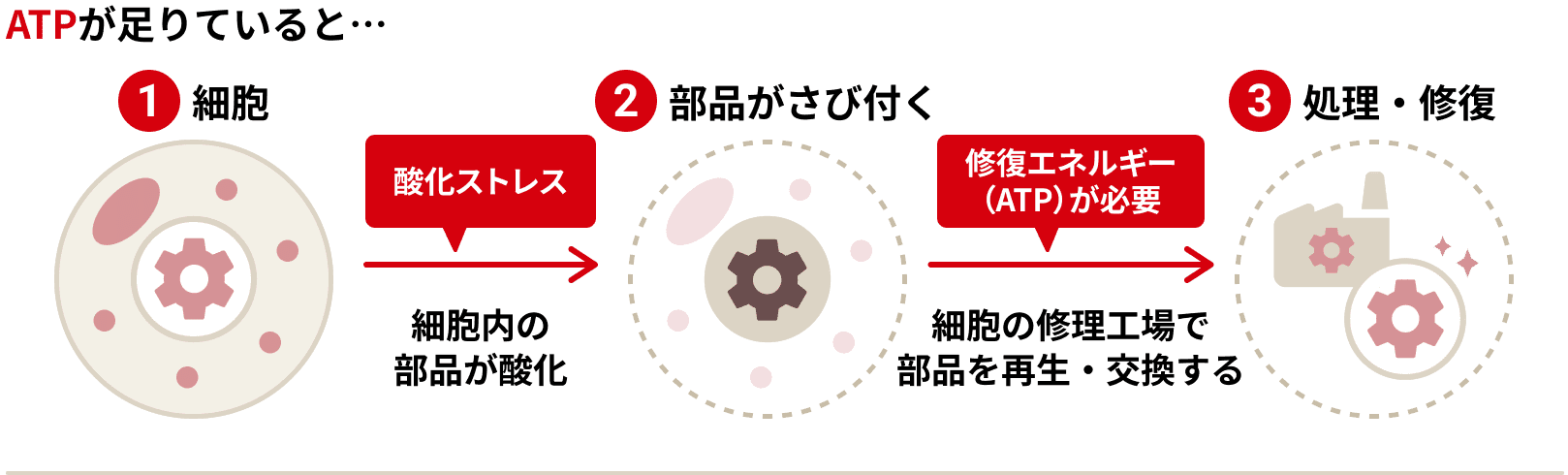①細胞 酸化ストレス 細胞内の部品が変化 ②部品がさび付く 修復エネルギー(ATP)が必要 処理工場で部品を再生・交換する ③修理・修復