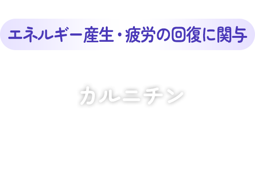 エネルギー産生・疲労の回復に関与 カルニチン