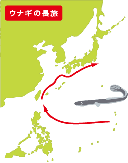 Vol 15 夏の疲れが出てくる秋口にウナギはいかが 元気の雑学 がんばるあなたに 疲れの情報局 アリナミン