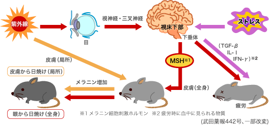 Vol 21 真夏でなくても油断禁物 紫外線と 疲れ の意外な関係 元気の雑学 がんばるあなたに 疲れの情報局 アリナミン